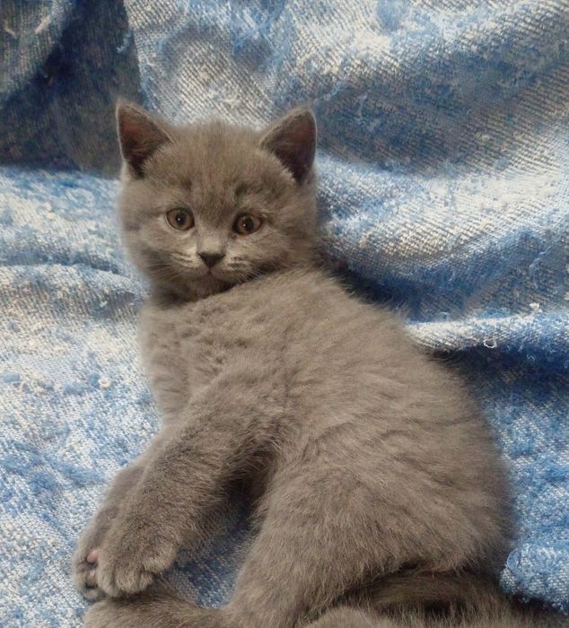 Срочно! Котята шотландские, чистокровные!