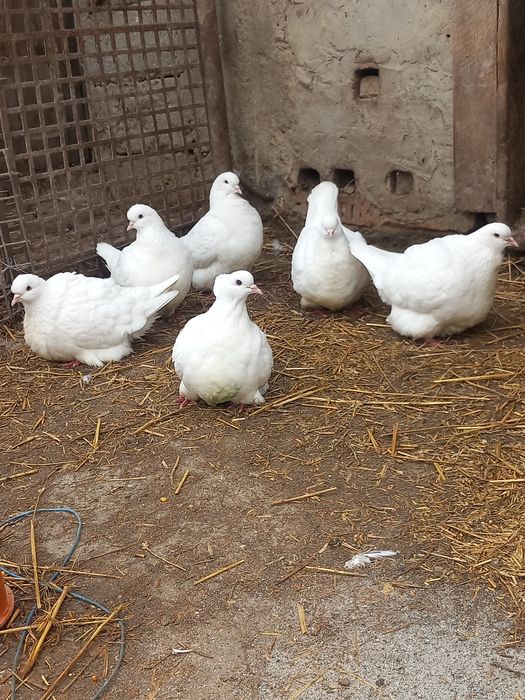 Porumbei de carne Mondaini Texani Huble