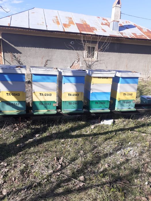 Stupi 1/2 cu fund ativaroa detasabil