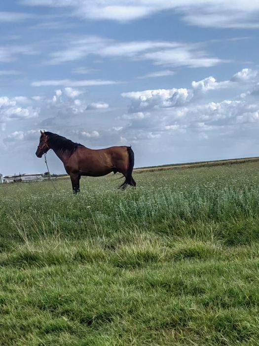De vanzare cal de lucru pt casa