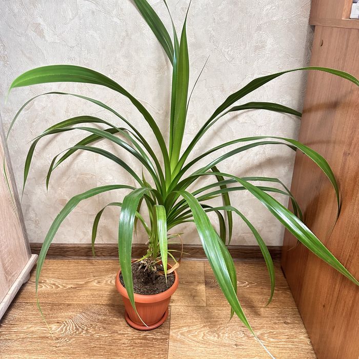 Продам растение Панданус