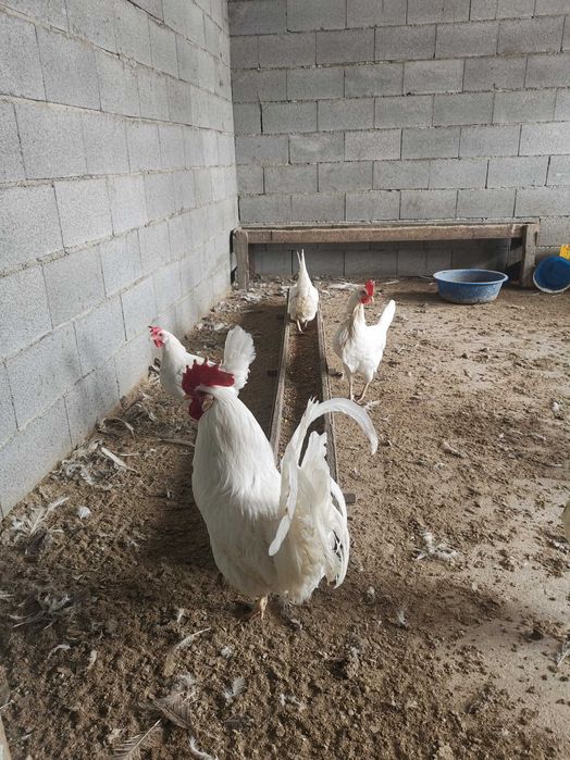 инкубационные яйца леггорна