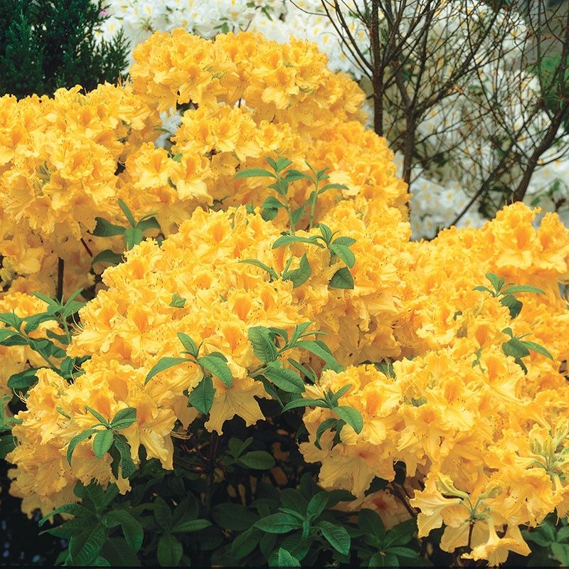Rhododendron (Trandafir De Munte )