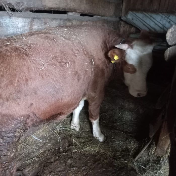 Продам быка        .