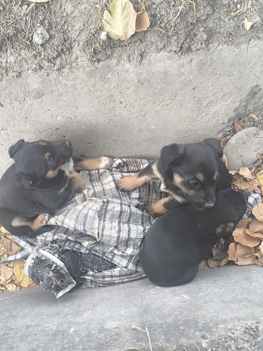 Нам подкинули щенков, теперь мы ищем им дом.