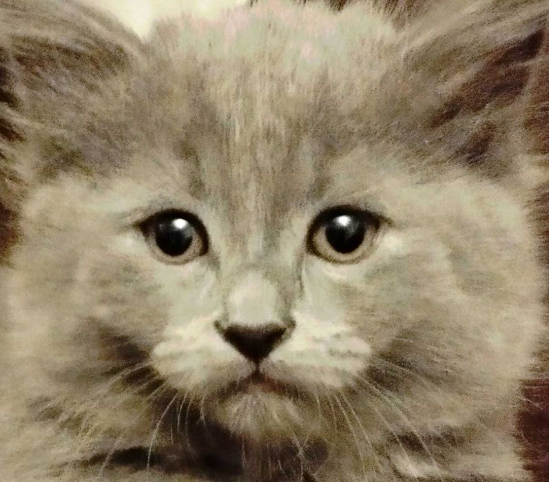 Printesa ANAIS Blue cauta casuta