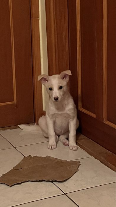 Отдам щенка подростка в заботливые руки