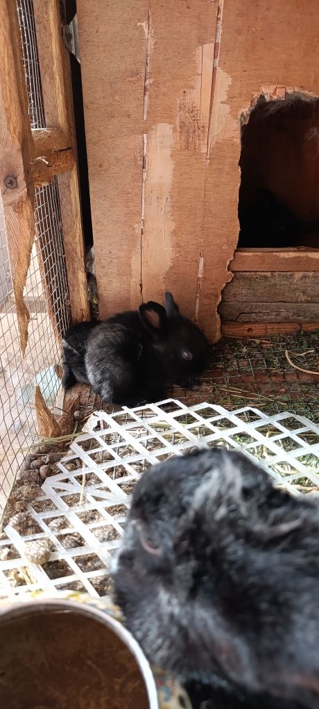 Quyonchala razmeri oyi har hil ranglariyam bor narxini kelwamza