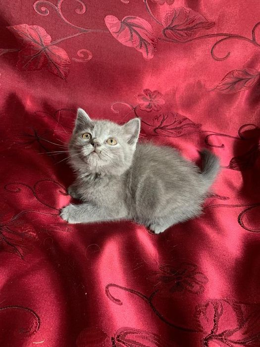 Британские котята,возрасте 1,5 месяца