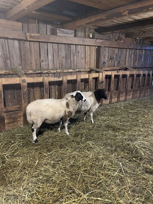 De vanzare o pereche de miei dorper