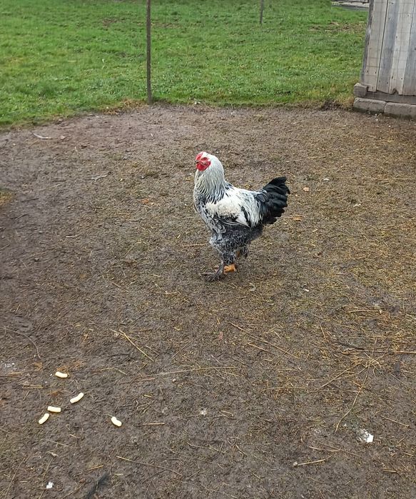 Cocos brahma vand sau schimb