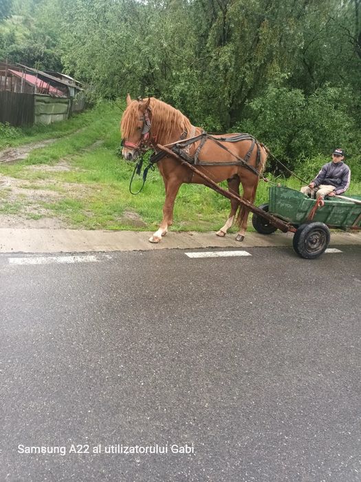 De vânzare mânz de 2 ani jumătate