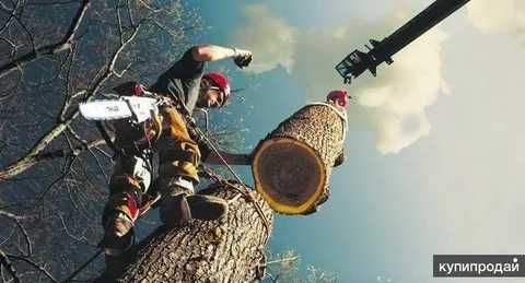 спилом деревьев любой сложности. 24/7
Санитарная обрезка.