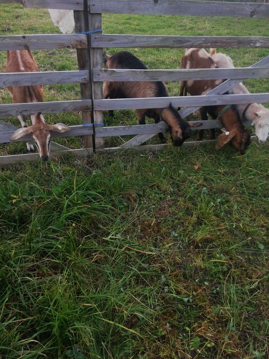 Vând 3 capre ai 1 tap