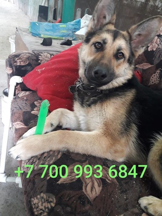 Потерялась собака помесь немецкой овчарки.