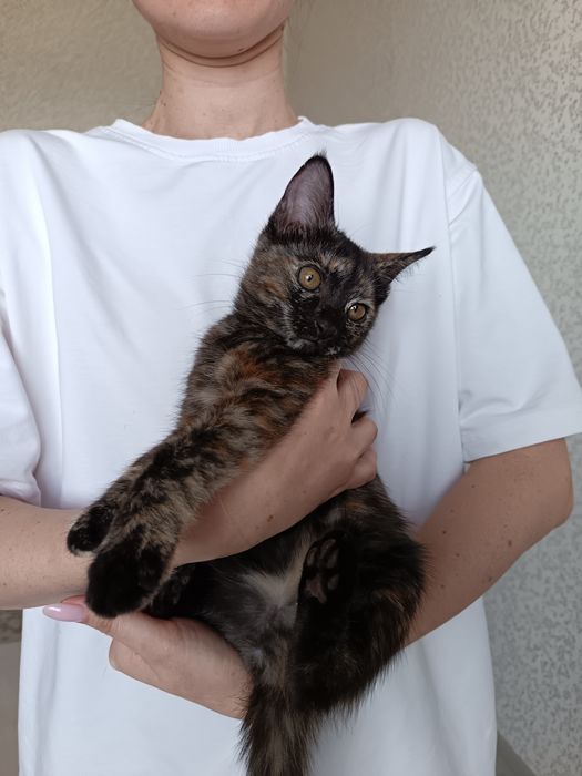 Пристратвается котенок в добрые руки