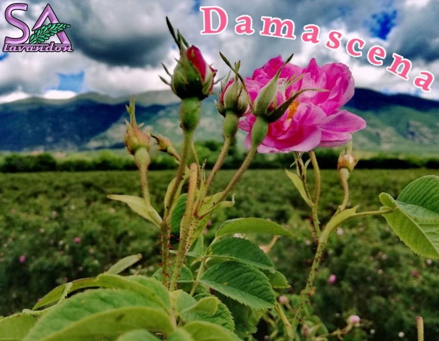 Trandafiri Dulceata,Lavanda Angustifolia Sevtopolis