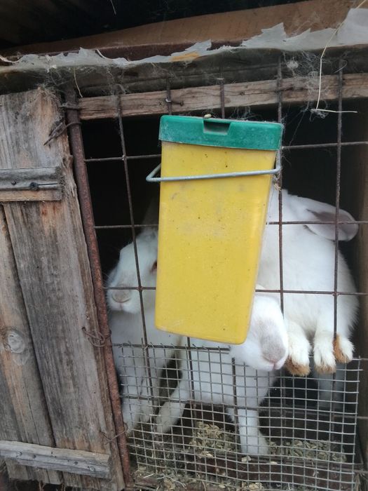 Зайци за продан ОХЛ