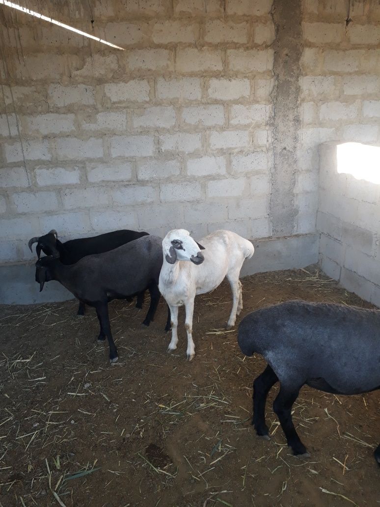 Qazoqi qoylar sotiladi