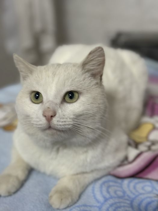 Отдам  кастрированного кота   в добрые руки