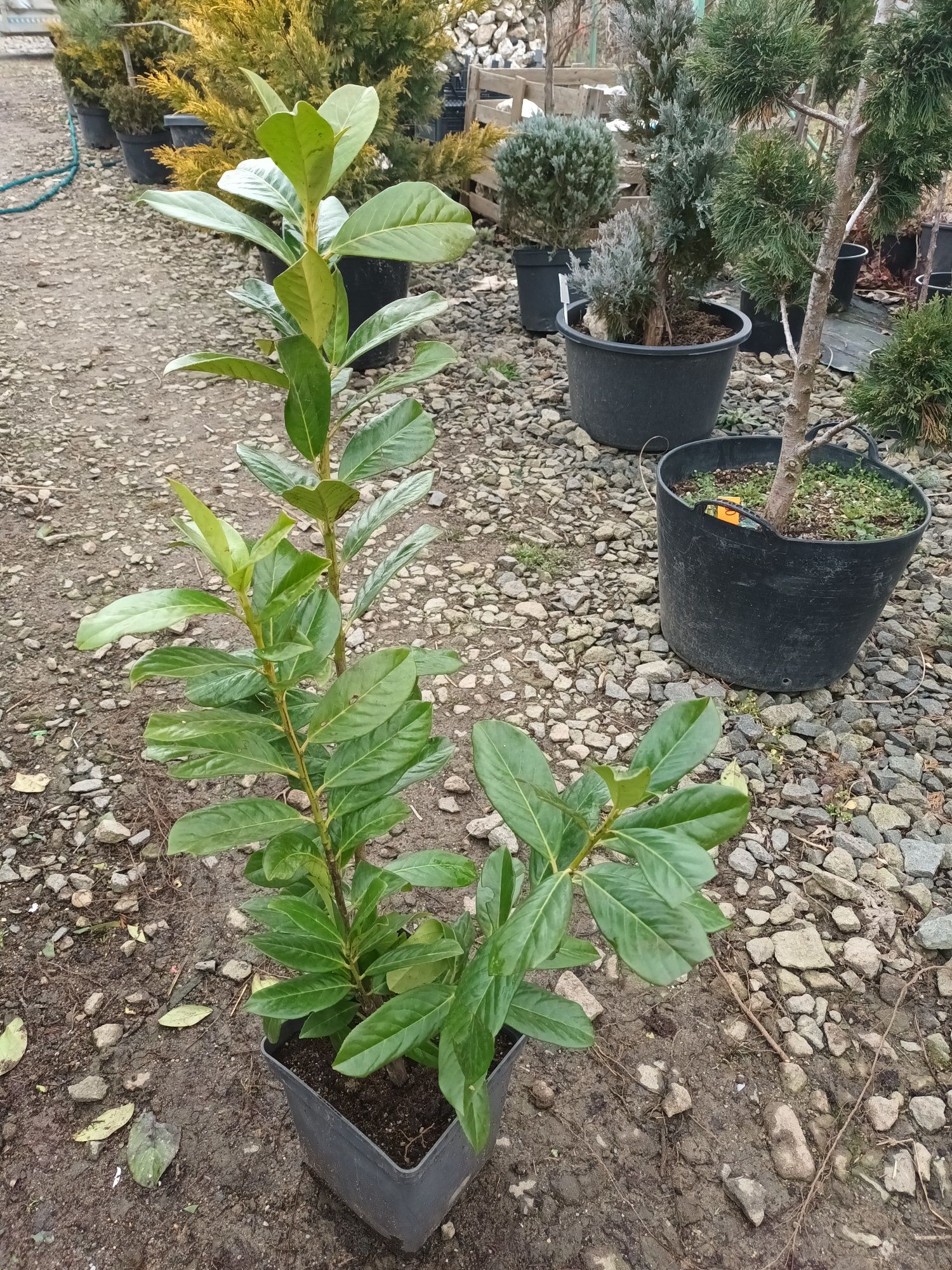 Prunus Otto glob, Photinia Red Robin