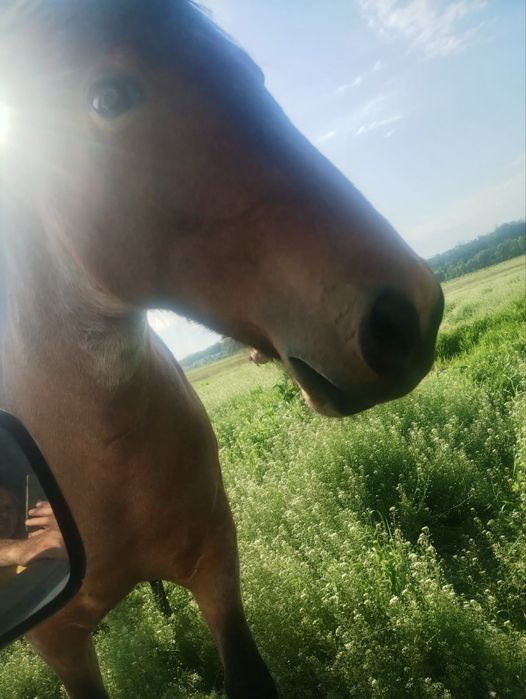 Vând cal semi-greu, femelă pentru călărie sau tracțiune