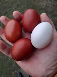 Marans ouă pentru incubat