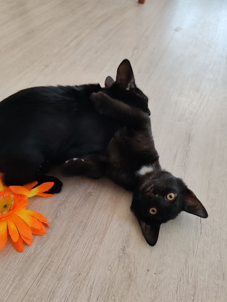 Очаровательные котята ищут дом!
