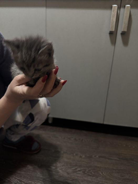 Отдам котят в хорошие руки