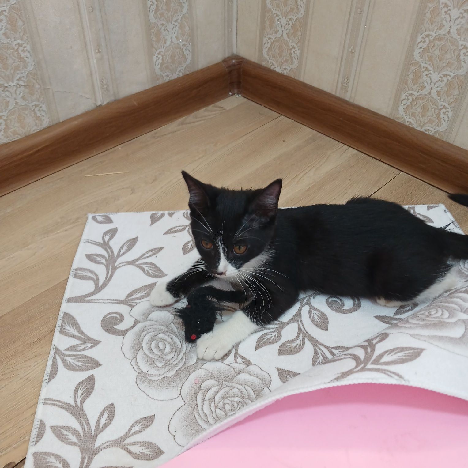 Отдам даром Котят,мушукчалар хадияга