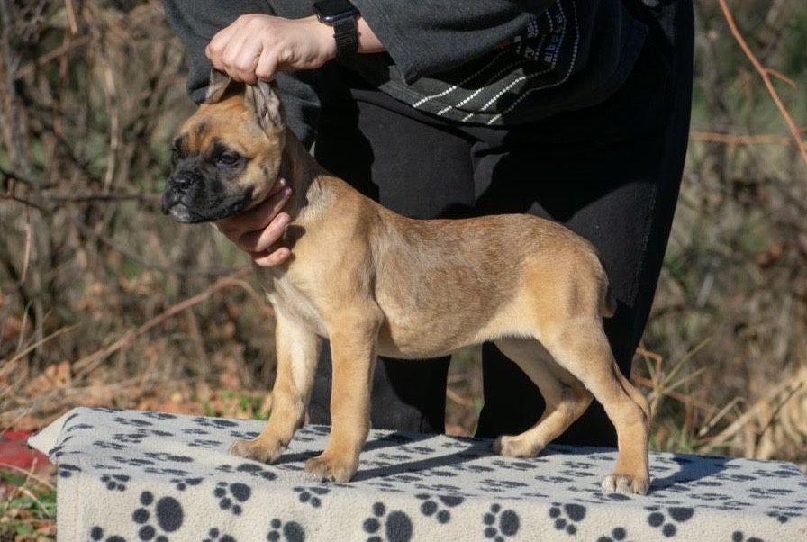 Cane Corso 4 Luni  femelă