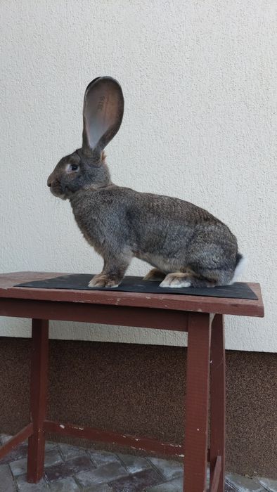 Iepuri uriași germani gri mascul și femele