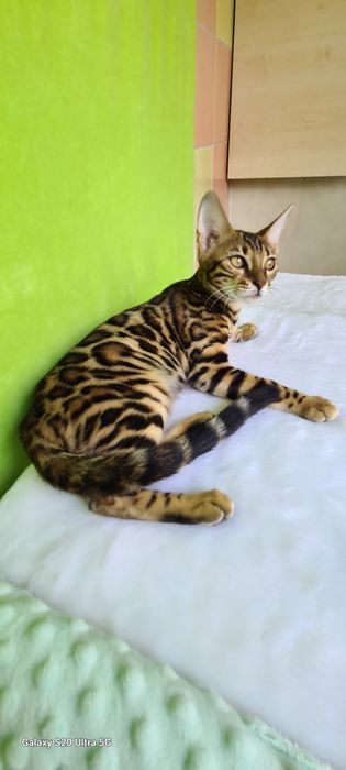 Минилеопард у вас дома! Бронирование.