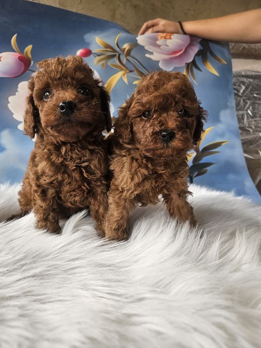 Чистокровные щенки той пуделя