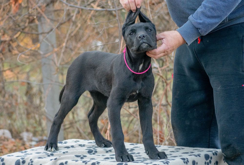 Cane Corso 4 Luni Femela