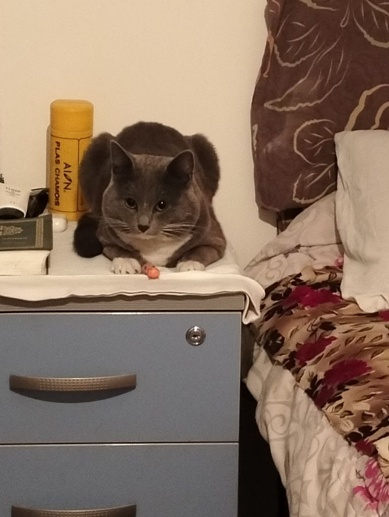 Вязка,кот,бесплатно умный,добрый1,год британец