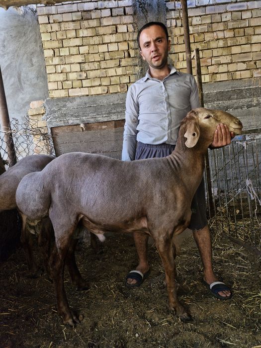 Arashan qoylari sotiladi