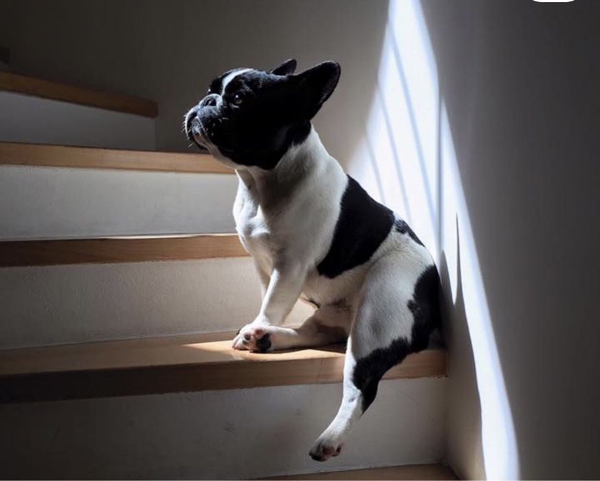 Продам француского бульдожку