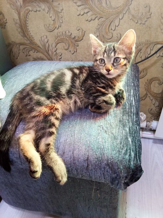Отдам даром котенка