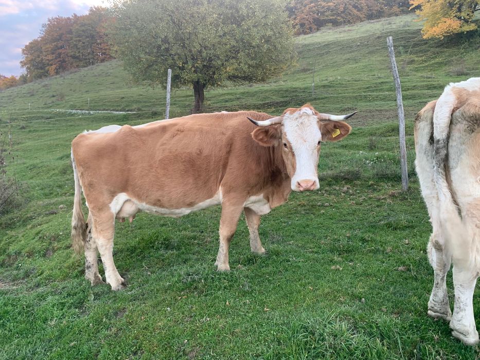 Vaci gestante de vânzare