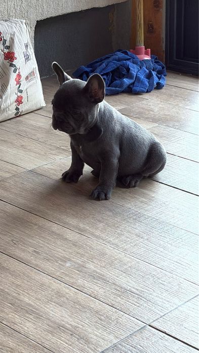 Bulldog francez femela si mascul blue