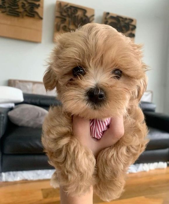 Maltipoo poodle mini toy apricot