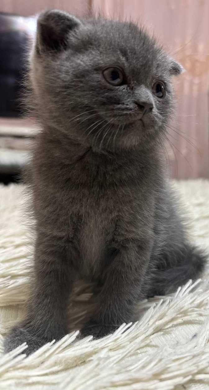 Продажа чистокровных котят скотиш фолд и страйд!)
