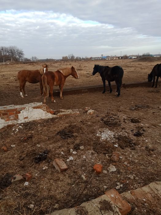 Тайчики полторашки