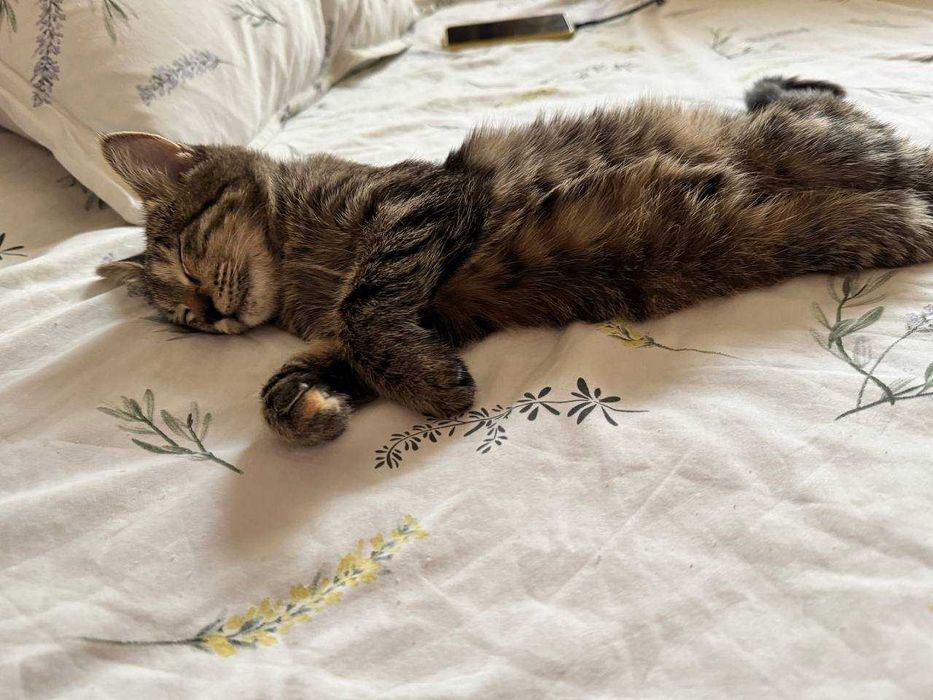 Котенок девочка окрас Табби 4 месяца. Бесплатно. Привита, есть паспорт