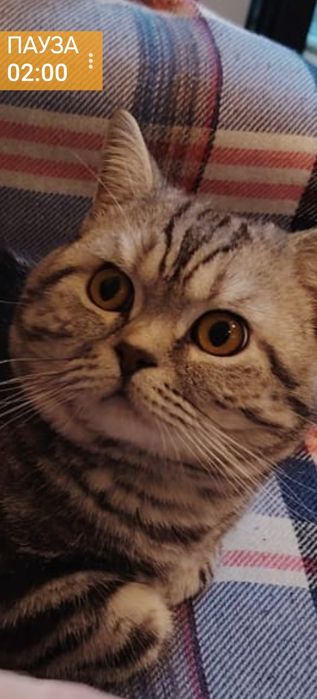 Британский кот окрас тамби