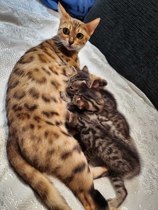 Бенгалски котенца