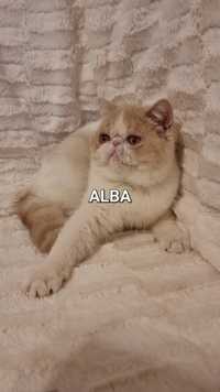 Alba, Fetiță Exotic Shorthair cu pedigree - transport &pachet optional