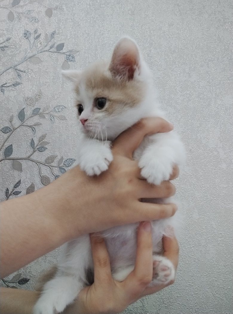 Шотландский прямоухи и вислоухий