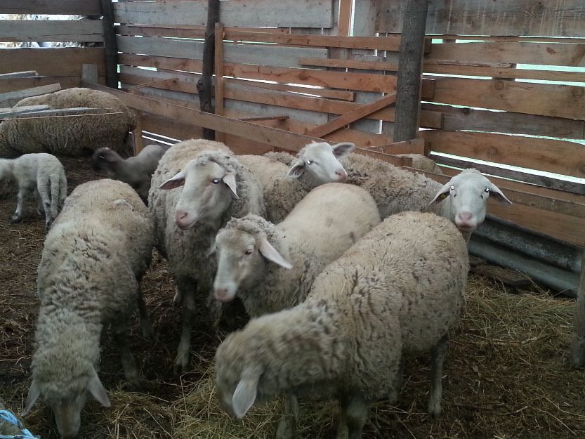 Vand oi rasa merinos